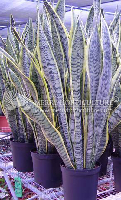 Sansevieria trifasciata 'Laurentii (Pot 180)'